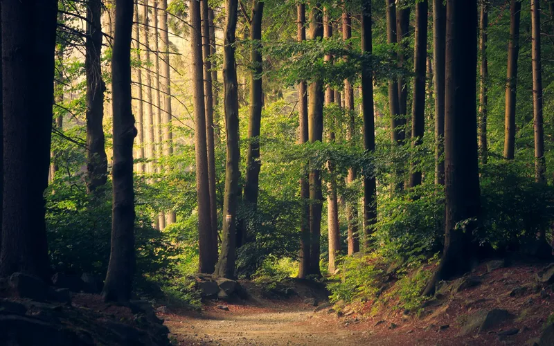 Sunlight falling across a path through a green forest