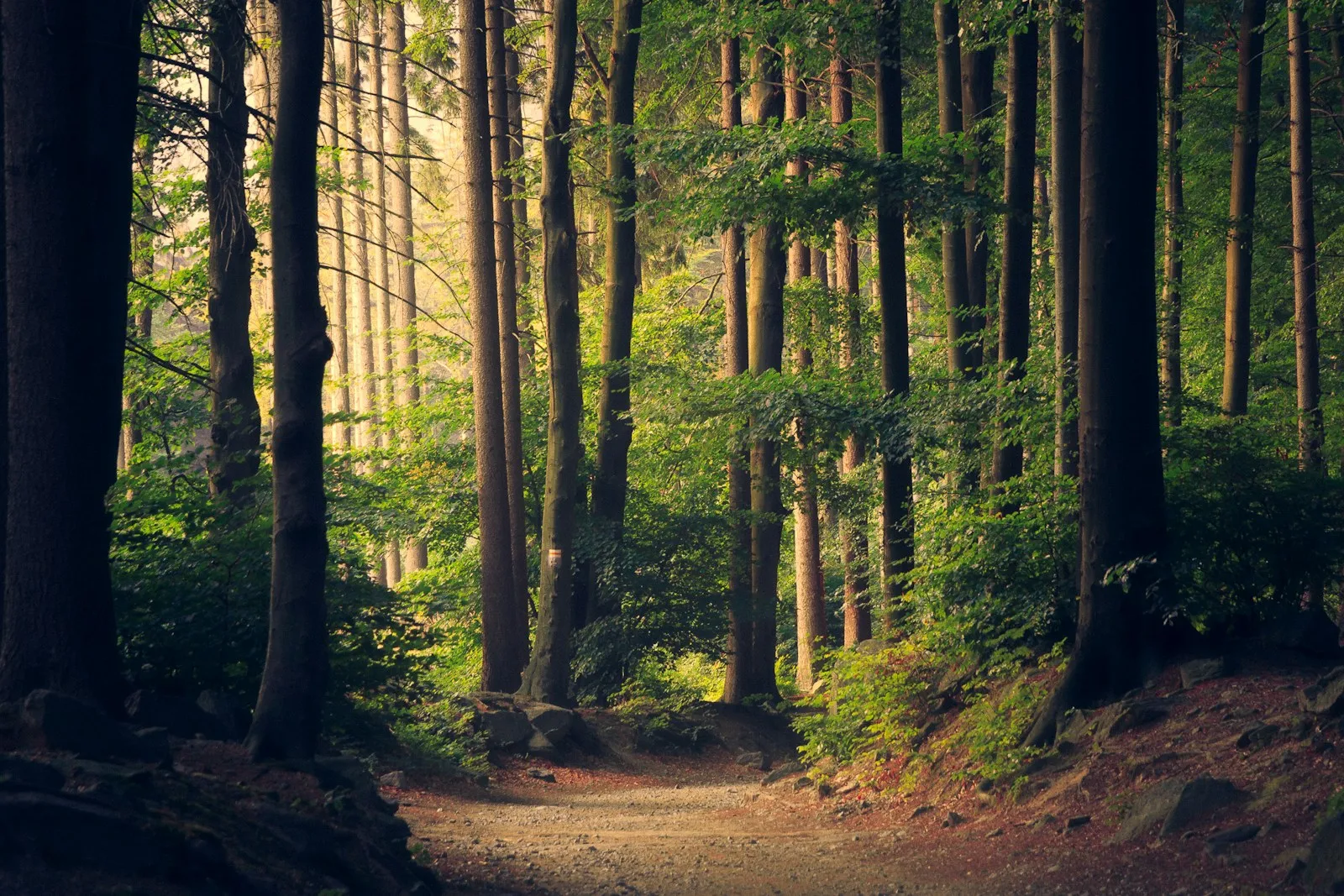 Sunlight falling across a path through a green forest